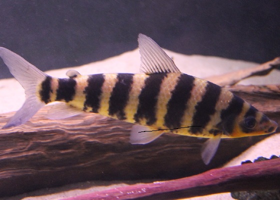 Leporinus fasciatus