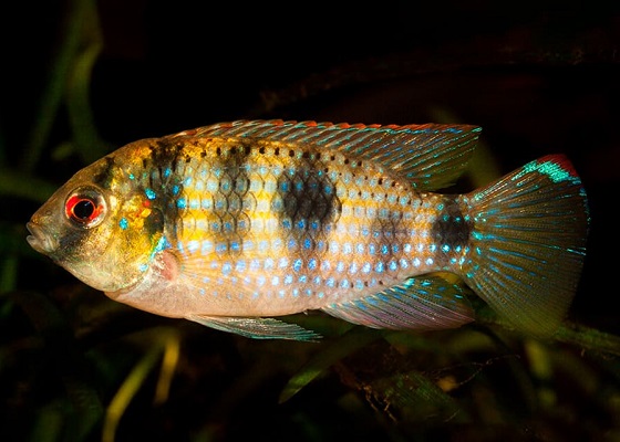 Pelmatochromis thomasi