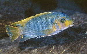 petrotilapia