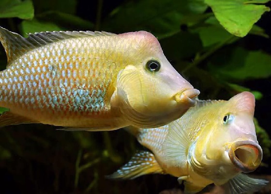 Geophagus steindachneri