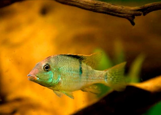 Geophagus steindachneri в аквариуме