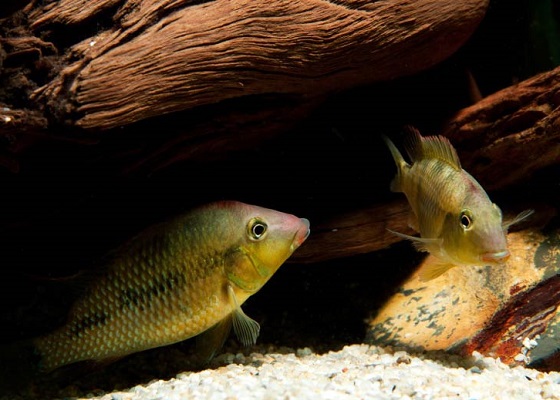 Фото - Geophagus steindachneri