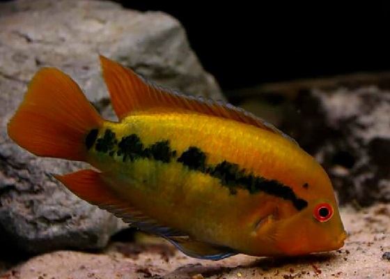 Herotilapia multispinosa