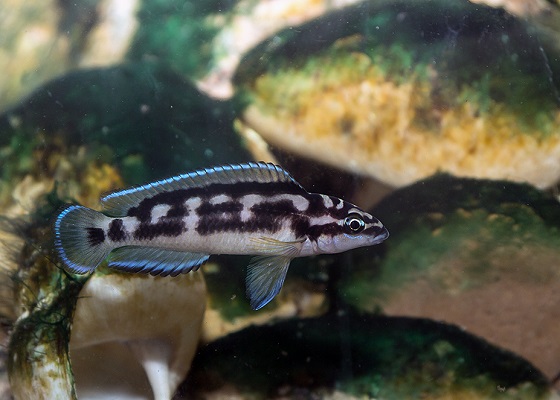 Julidochromis transcriptus