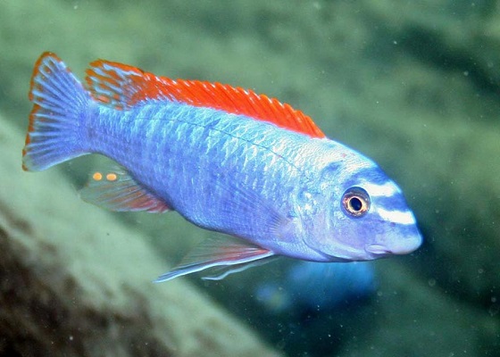 Labeotropheus trewavasae