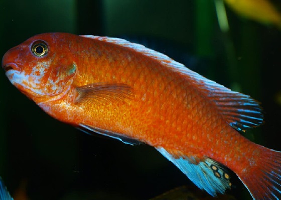 Фото - Labeotropheus trewavasae