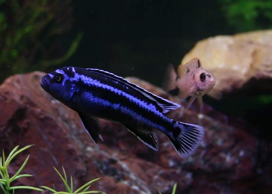 Melanochromis johanni