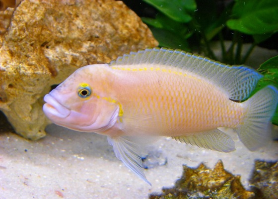 Telmatochromis temporalis