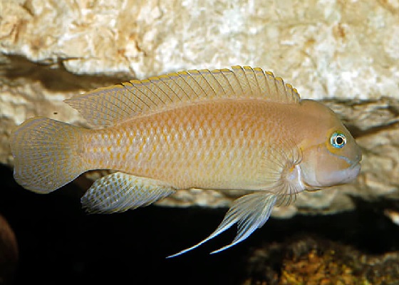 Фото - Telmatochromis temporalis