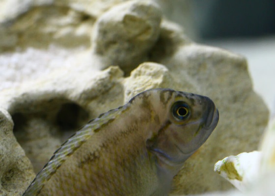 Telmatochromis temporalis в аквариуме