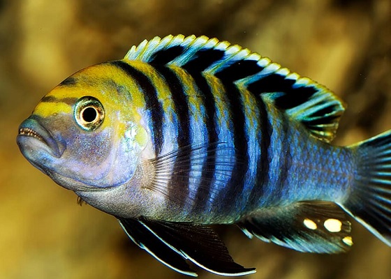 Cynotilapia afra