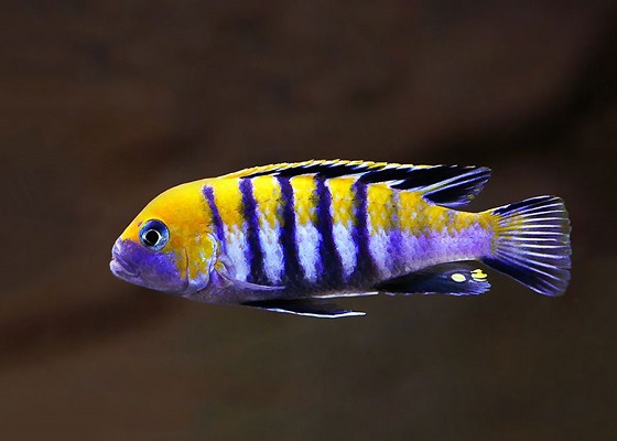 Фото - Cynotilapia afra