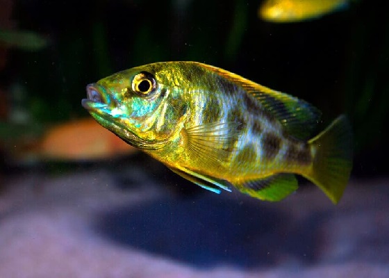 Nimbochromis venustus