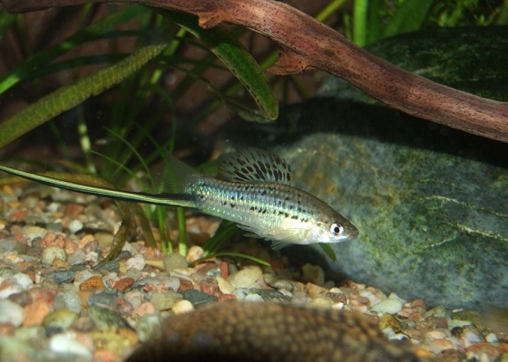 Xiphophorus montezumae