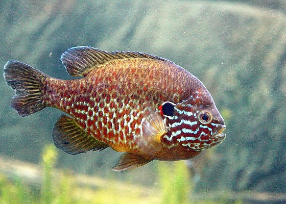 Lepomis gibbosus