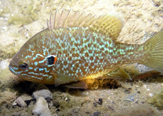 Lepomis gibbosus в аквариуме