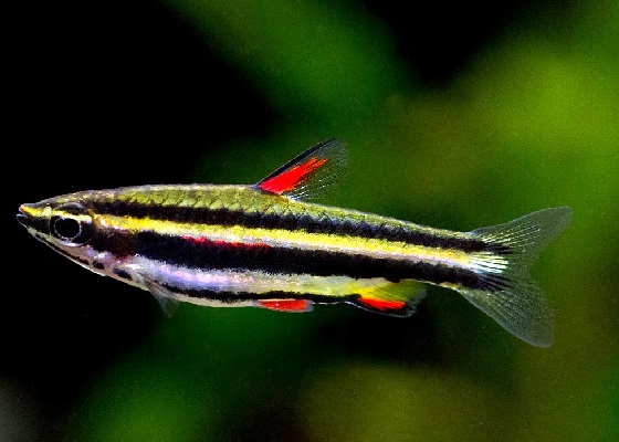 Нанностомус маргинатус  - Nannostomus marginatus