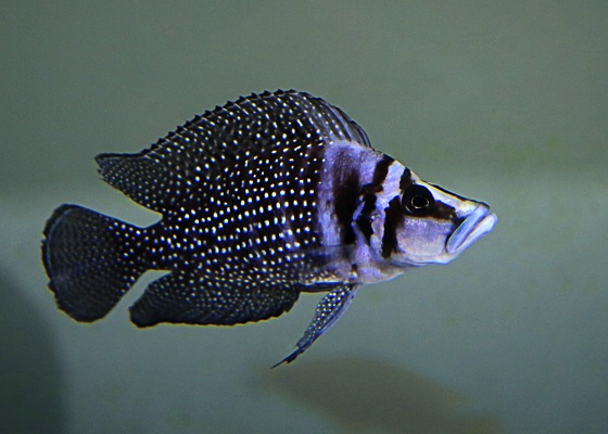 Altolamprologus calvus