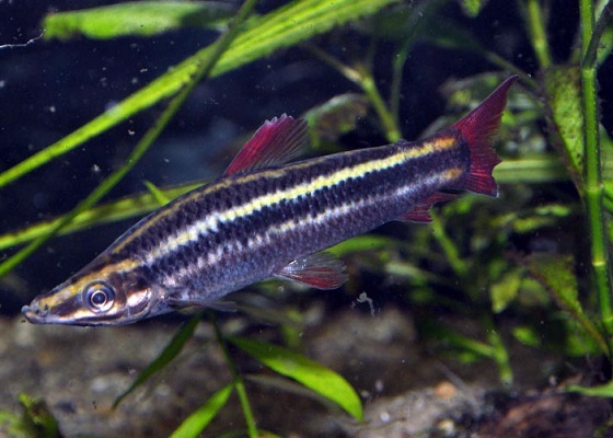 Anostomus anostomus