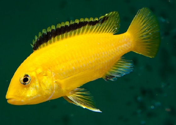 Labidochromis caeruleus Yellow