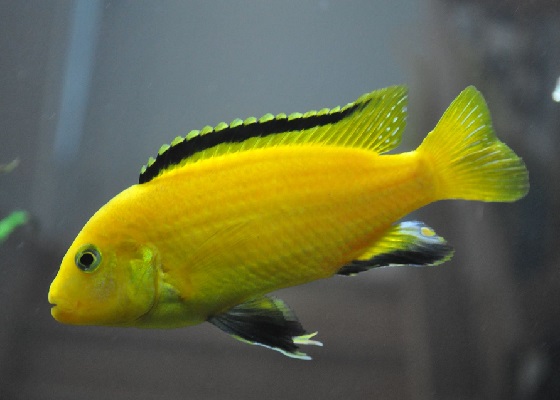 Лабидохромис Еллоу - Labidochromis caeruleus Yellow