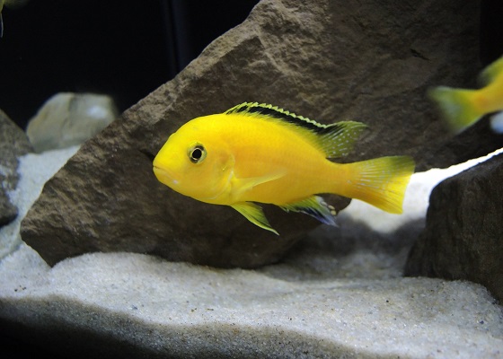 Лабидохромис желтый - Labidochromis caeruleus Yellow