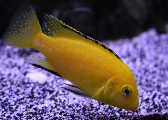 Labidochromis caeruleus Yellow в аквариуме