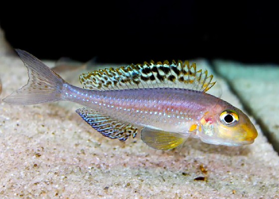 Xenotilapia papilio