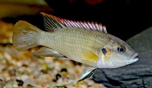 Benitochromis batesii