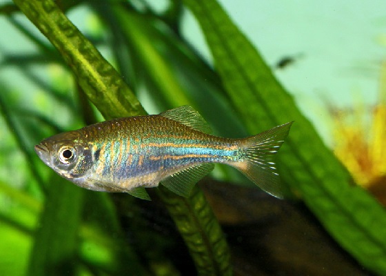 Danio aequipinnatus