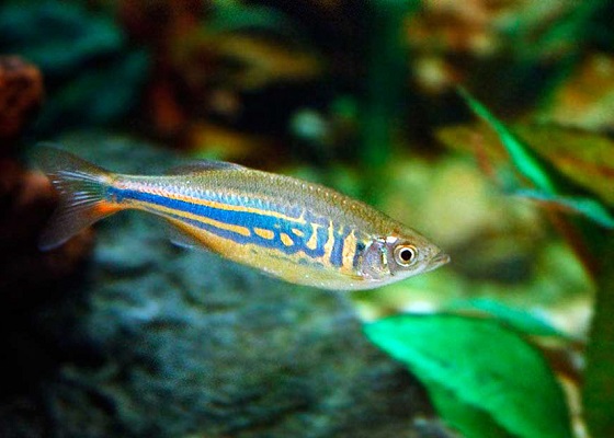 Giant Danio