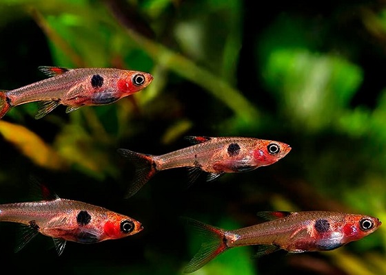 Boraras maculata