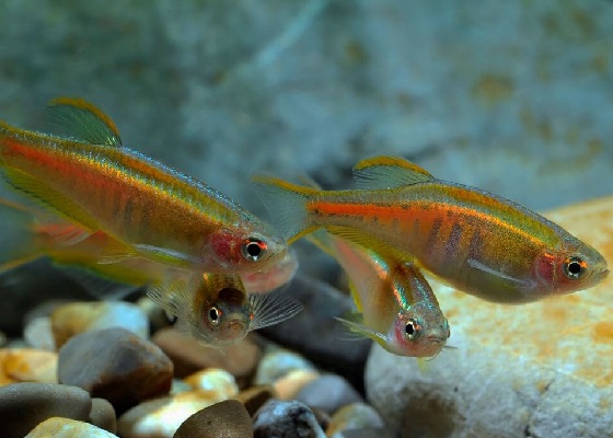 Danio choprae