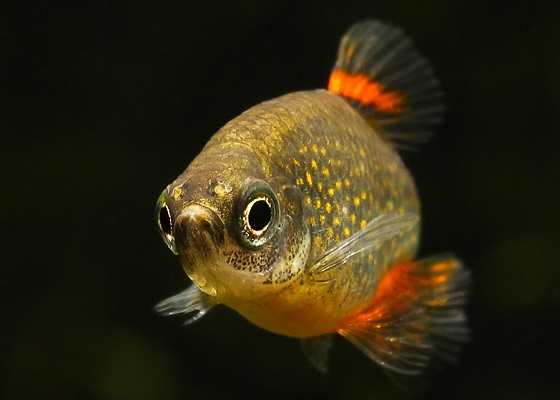 Danio margaritatus