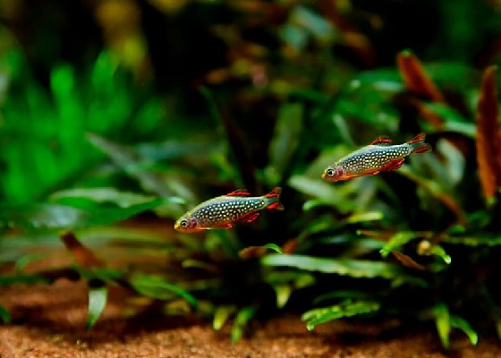 Микрорасбора Галактика - Danio margaritatus