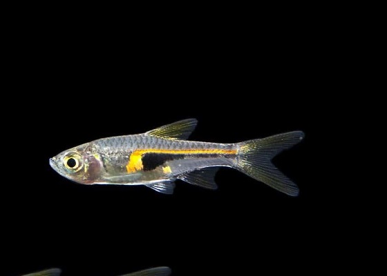 Rasbora hengeli