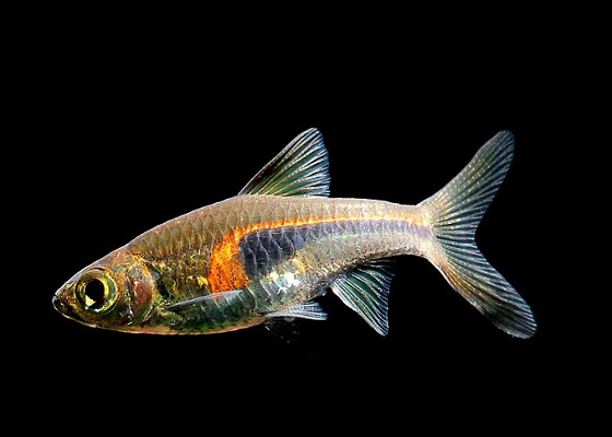 Фото - Rasbora hengeli