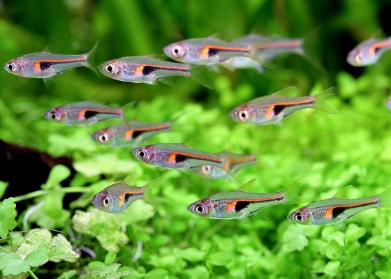 Rasbora hengeli в аквариуме