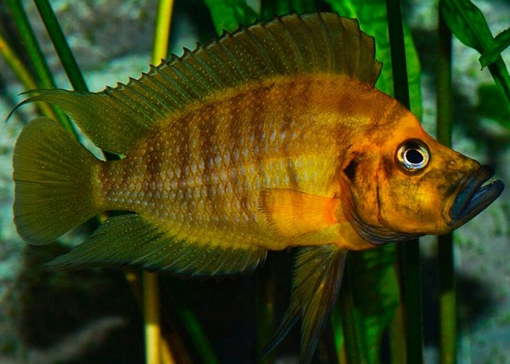 Altolamprologus compressiceps в аквариуме