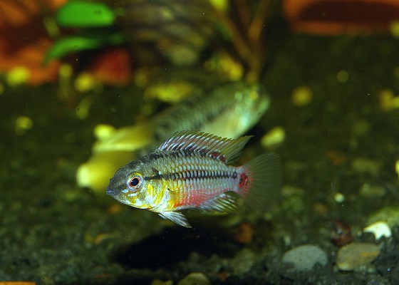 Apistogramma hongsloi