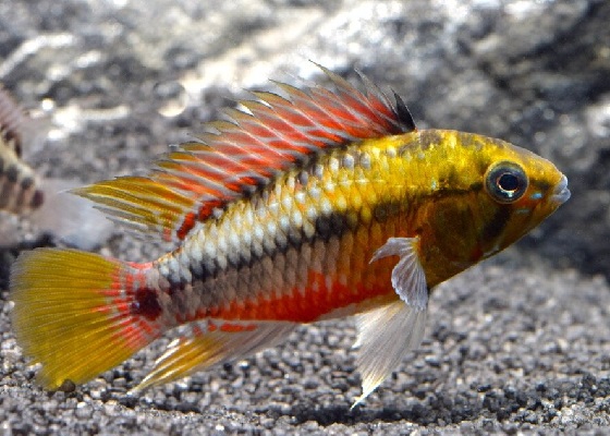 Фото - Apistogramma hongsloi