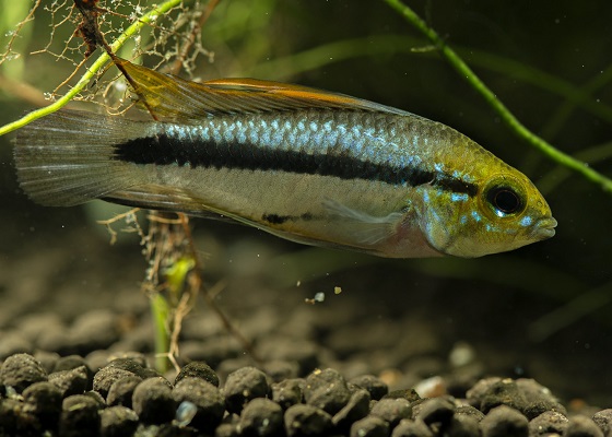 Apistogramma trifasciata