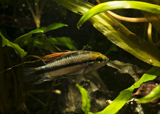 Апистограмма трёхполосая - Apistogramma trifasciata