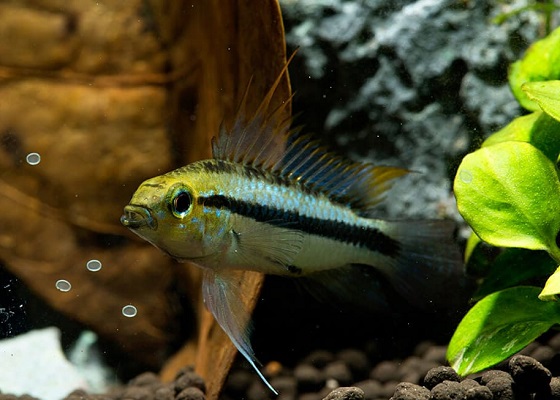 Apistogramma trifasciata в аквариуме