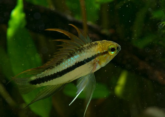 Фото - Apistogramma trifasciata