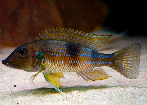 Gnathochromis permaxillaris