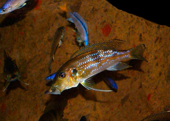 Гнатохромис верхнечелюстной - Gnathochromis permaxillaris