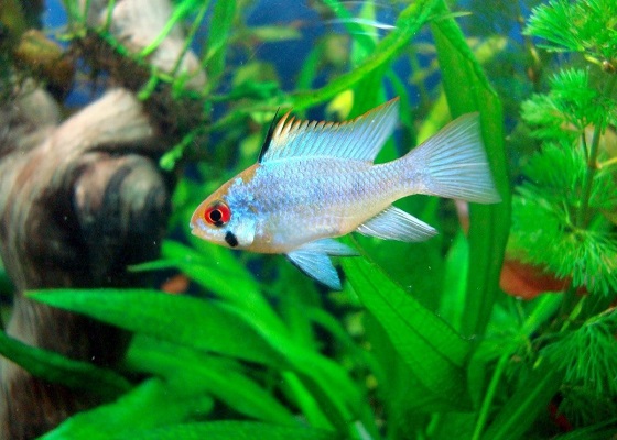 Mikrogeophagus ramirezi electric blue