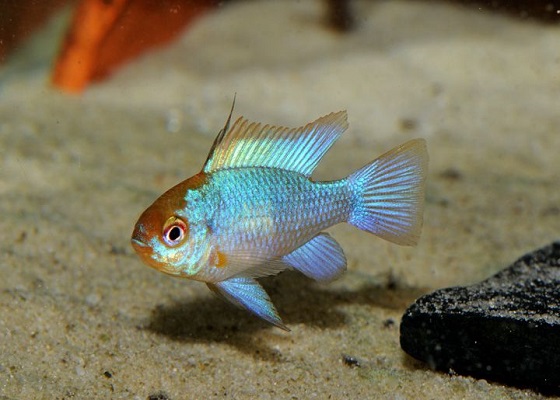 Апистограмма рамирези электрик блю - Mikrogeophagus ramirezi electric blue