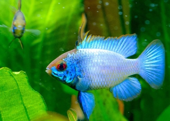 Mikrogeophagus ramirezi electric blue в аквариуме